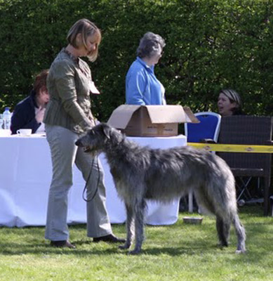 TRENTDALE GLAMIS OF LYNDORTHWIN